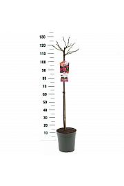 Rosa hybrid Moin Moin C6 Lit. Na steblu 90 cm