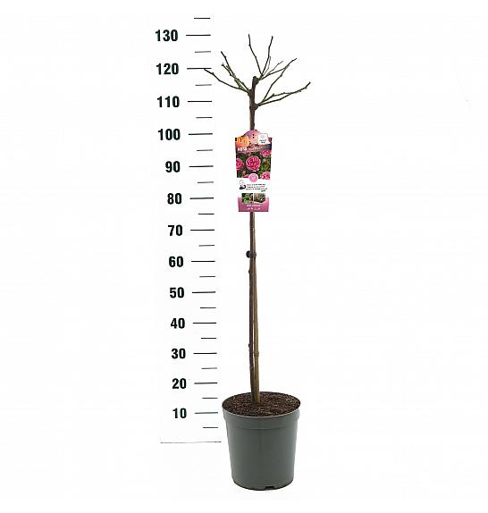 Rosa hybrid Moin Moin C6 Lit. Na steblu 90 cm