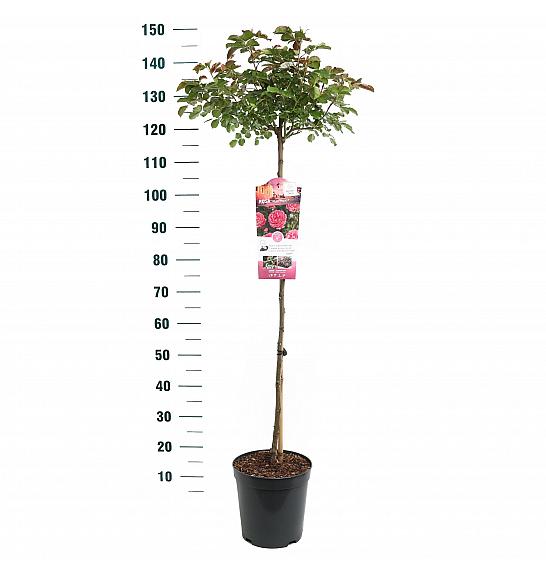 Rosa hybrid Moin Moin C6 Lit. Na steblu 90 cm