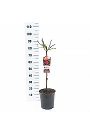 Rosa hybrid Moin Moin C6 Lit. Na steblu 60 cm
