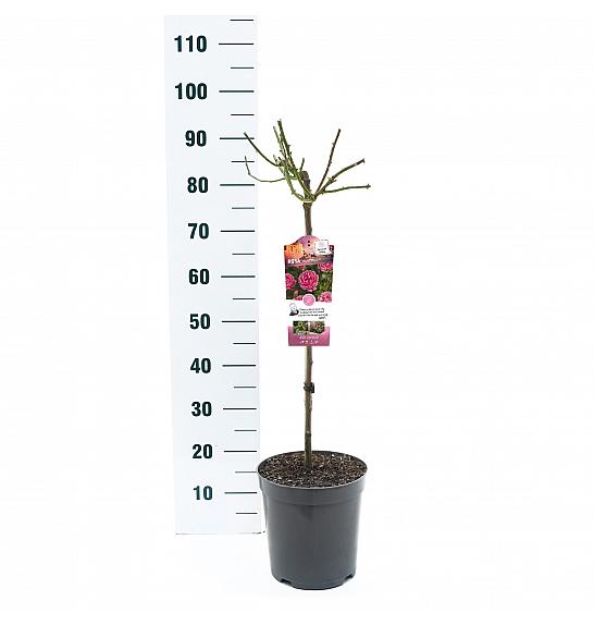 Rosa hybrid Moin Moin C6 Lit. Na steblu 60 cm