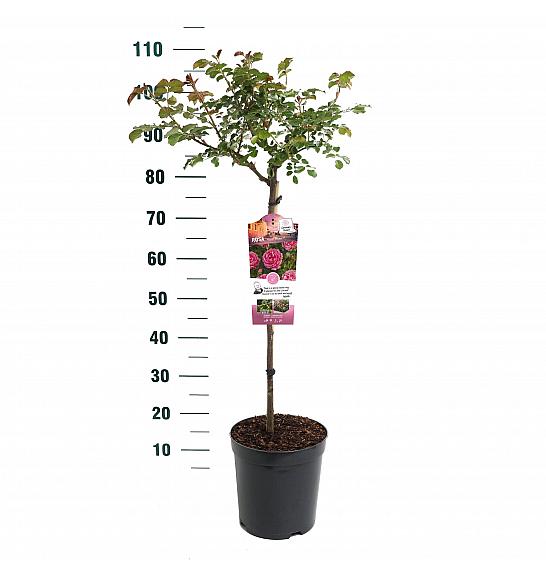 Rosa hybrid Moin Moin C6 Lit. Na steblu 60 cm