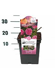 Rosa hibrid Moin Moin C5 Lit. 15-20 cm