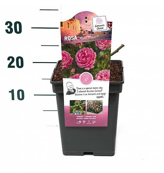 Rosa hibrid Moin Moin C5 Lit. 15-20 cm