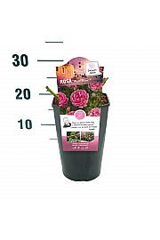 Rosa hibrid Moin Moin C3 Lit. 10-15 cm