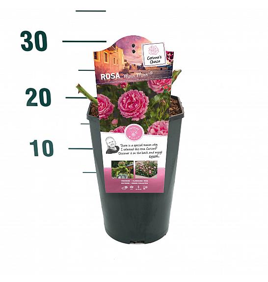 Rosa hibrid Moin Moin C3 Lit. 10-15 cm
