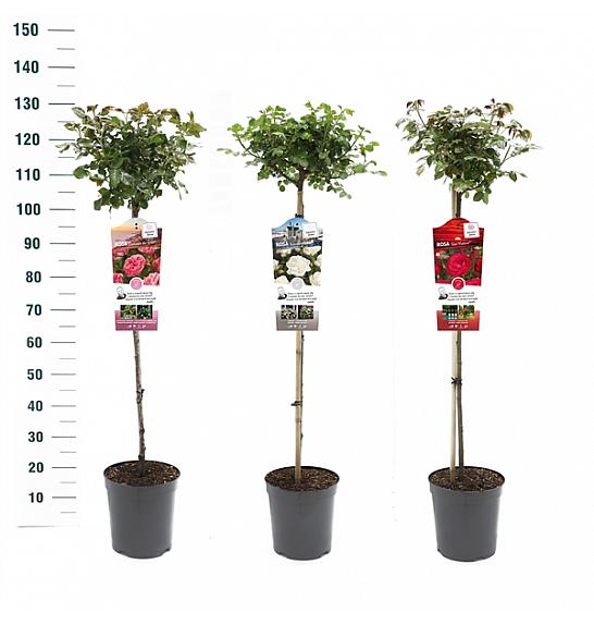 Rosa hybrid Mix Exclusive Collection C6 Lit. Na steblu 90 cm