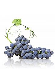 Vitis vinifera Zaffira C4 Lit. 125-150 cm