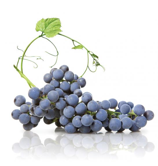 Vitis vinifera Zaffira C4 Lit. 125-150 cm