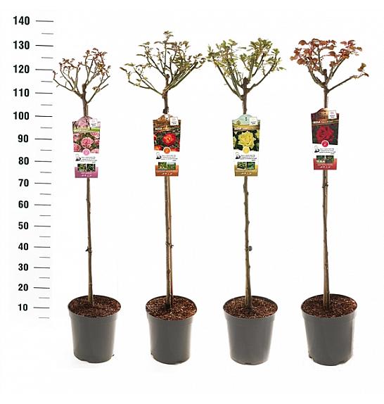 Rosa hybrid Mix Basic Collection C6 Lit. Na steblu 90 cm
