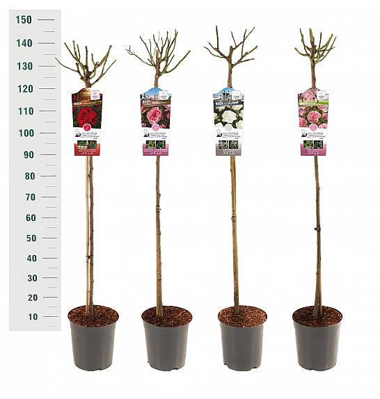 Rosa hybrid Mix Basic Collection C6 Lit. Na steblu 110 cm
