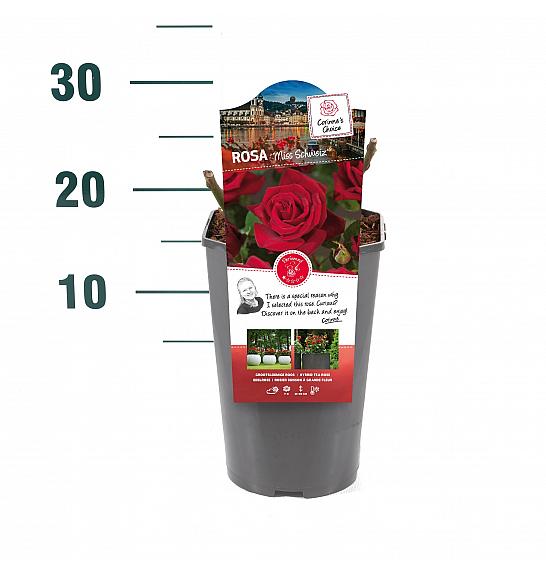 Rosa hibrid Miss Schweiz C3 Lit. 10-15 cm