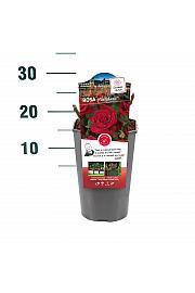Rosa hybrid Miss Schweiz C3 Lit. 10-15 cm