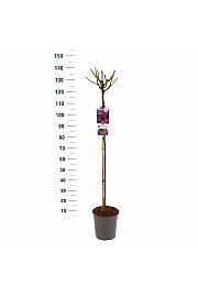 Rosa hybrid Minerva C6 Lit. Na steblu 110 cm