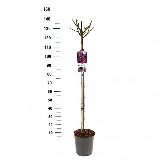 Rosa hybrid Minerva C6 Lit. Na steblu 110 cm