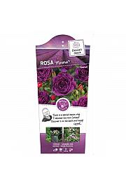 Rosa hybrid Minerva C6 Lit. Na steblu 110 cm