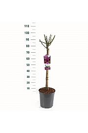 Rosa hybrid Minerva C6 Lit. Na steblu 60 cm