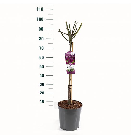 Rosa hybrid Minerva C6 Lit. Na steblu 60 cm
