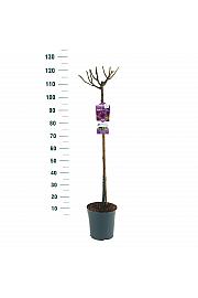 Rosa hybrid Minerva C6 Lit. Na steblu 90 cm