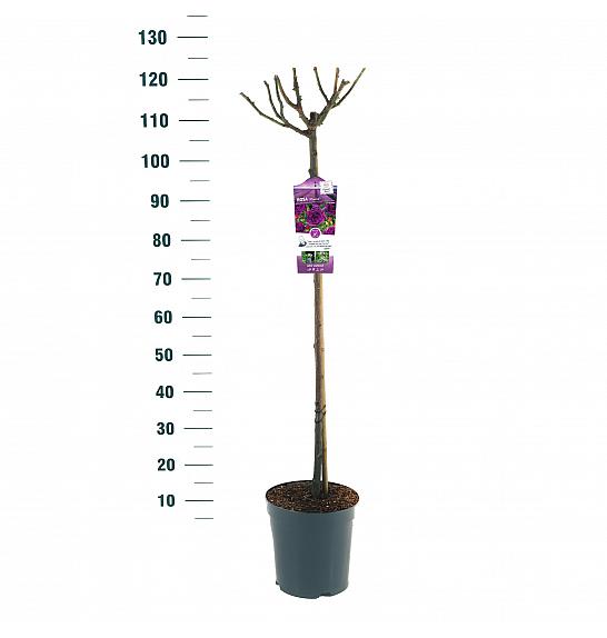 Rosa hybrid Minerva C6 Lit. Na steblu 90 cm