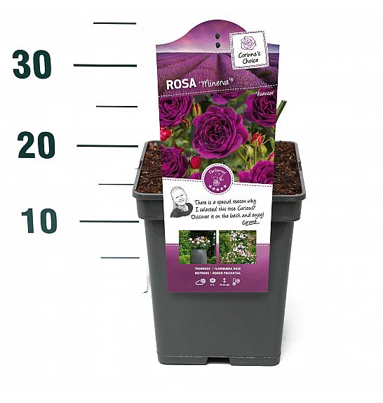 Rosa hybrid Minerva C5 Lit. 15-20 cm