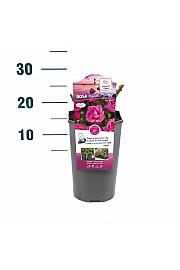 Rosa hibrid Mendoza C3 Lit. 10-15 cm
