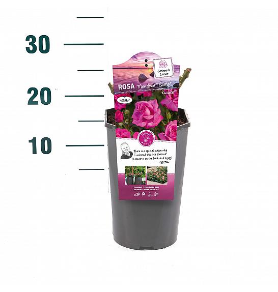 Rosa hibrid Mendoza C3 Lit. 10-15 cm