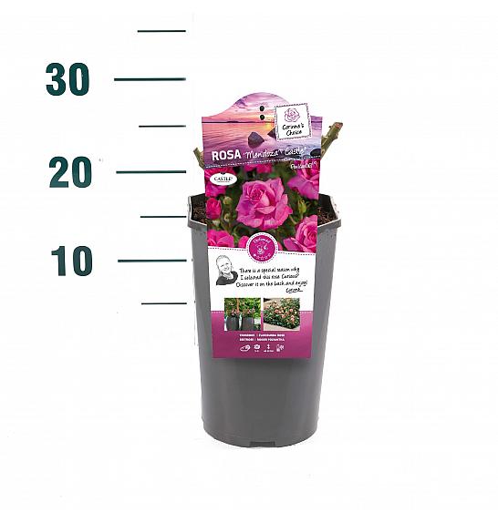 Rosa hybrid Mendoza C3 Lit. 10-15 cm