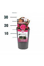 Rosa hibrid Melrose C3 Lit. 10-15 cm