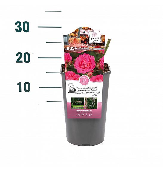 Rosa hybrid Melrose C3 Lit. 10-15 cm