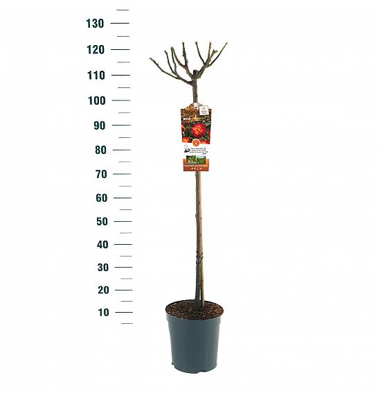 Rosa hibrid Mein München C6 Lit. Na stabljici 90 cm