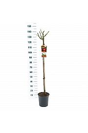 Rosa hybrid Mein Munchen C6 Lit. Na steblu 110 cm