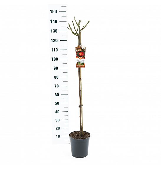 Rosa hybrid Mein Munchen C6 Lit. Na steblu 110 cm