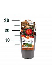 Rosa hibrid Mein München C3 Lit. 10-15 cm