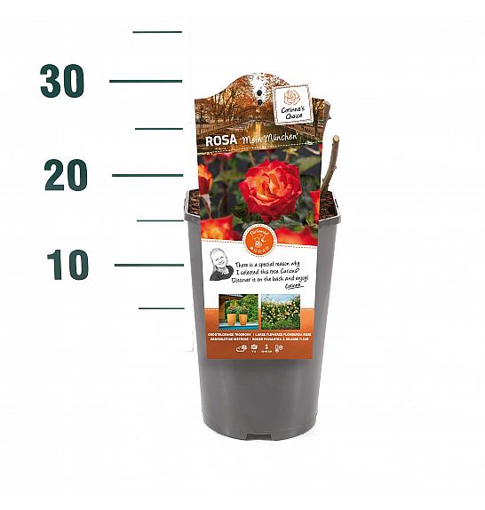 Rosa hibrid Mein München C3 Lit. 10-15 cm