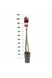 Rosa hybrid Mazurika C3 Lit. 50-60 cm Vzpenjava