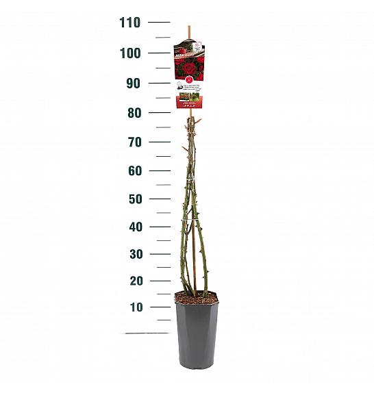 Rosa hybrid Mazurika C3 Lit. 50-60 cm Vzpenjava