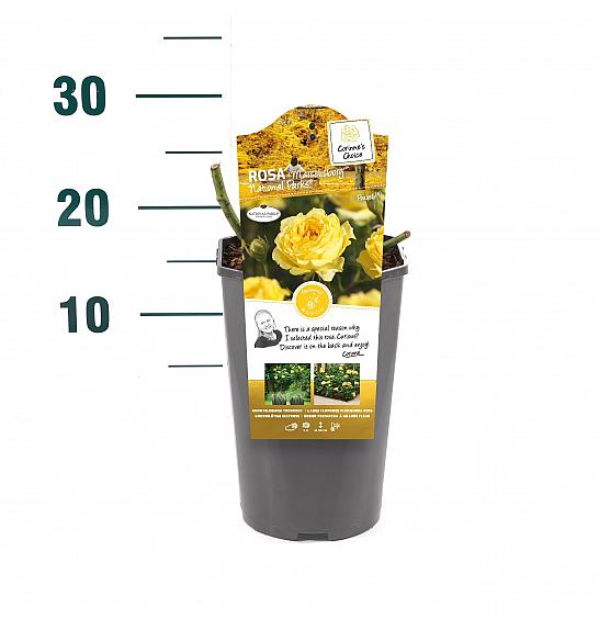 Rosa hybrid Marselisborg Nat. Parks C3 Lit. 10-15 cm