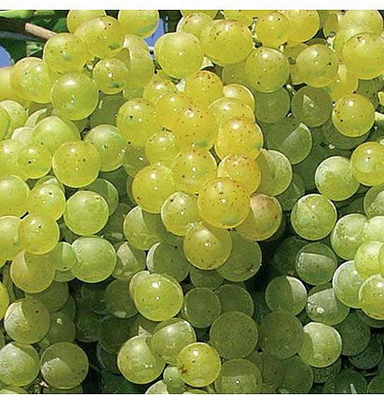 Vitis vinifera Citrina C4 Lit. 125-150 cm