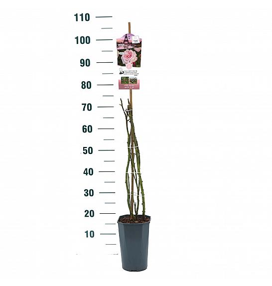 Rosa hibrid Marlis C3 Lit. 50-60 cm