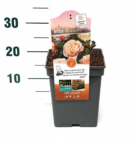 ROSA ARIE Rosa hybrid Marie Curie