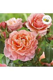 Rosa hybrid Marie Curie C3 Lit. 10-15 cm