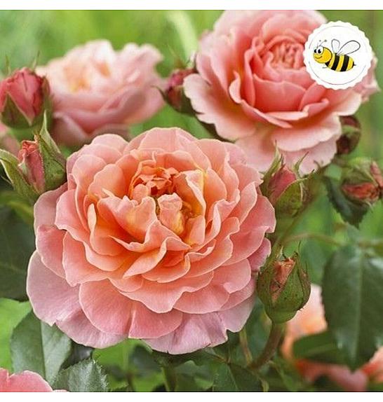 Rosa hybrid Marie Curie C3 Lit. 10-15 cm