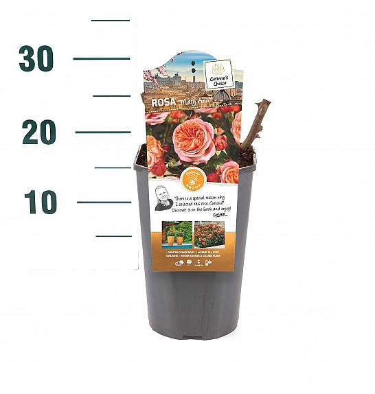 ROSA ARIE Rosa hybrid Marie Ann