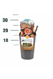 Rosa hibrid Marie Ann C3 Lit. 10-15 cm