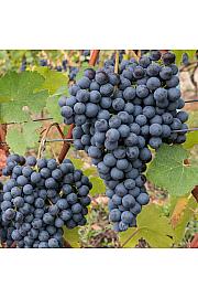 Vitis vinifera Regina Nera C4 Lit. 125-150 cm