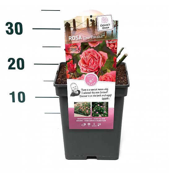 Rosa hybrid Line Renaud C5 Lit. 15-20 cm
