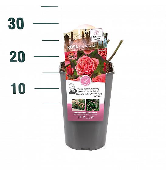 Rosa hibrid Line Renaud C3 Lit. 10-15 cm