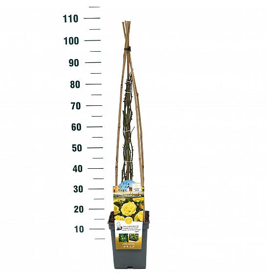 Rosa hybrid Lichtkonigin Lucia C5 Lit. 40-60 cm Vzpenjava