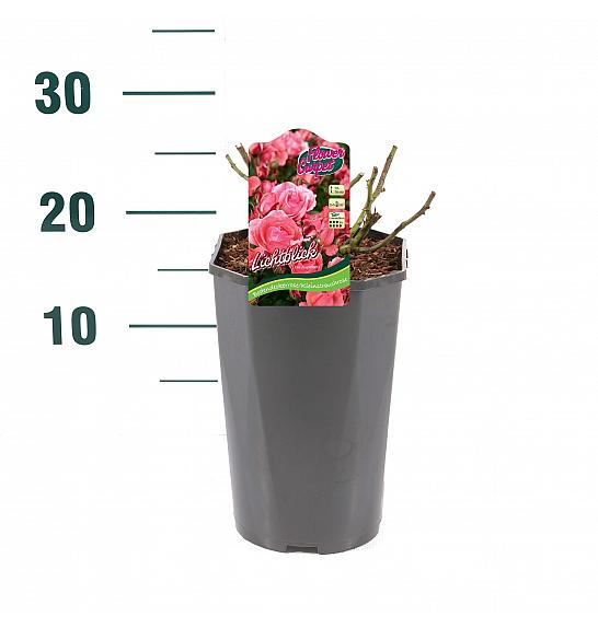 Rosa hibrid Lichtblick C3 Lit. 10-15 cm